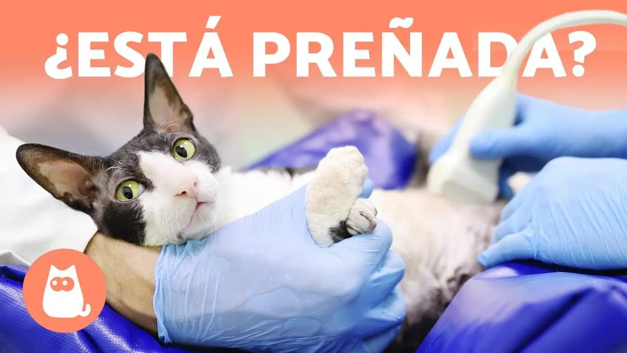 A que edad las gatas quedan embarazadas A que edad las gatas quedan embarazadas